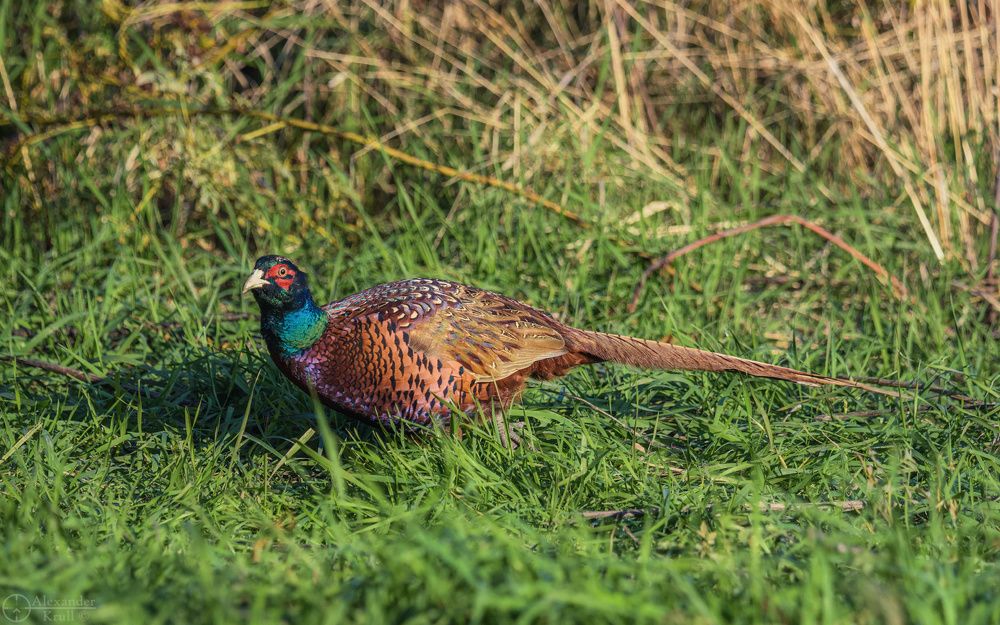 Про фазанок и фазанов...