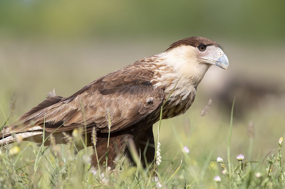 Обыкновенная каракара - Crested Caracara