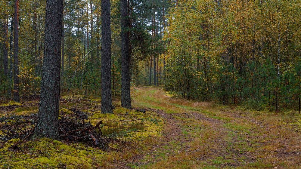 Прогулка по осеннему лесу