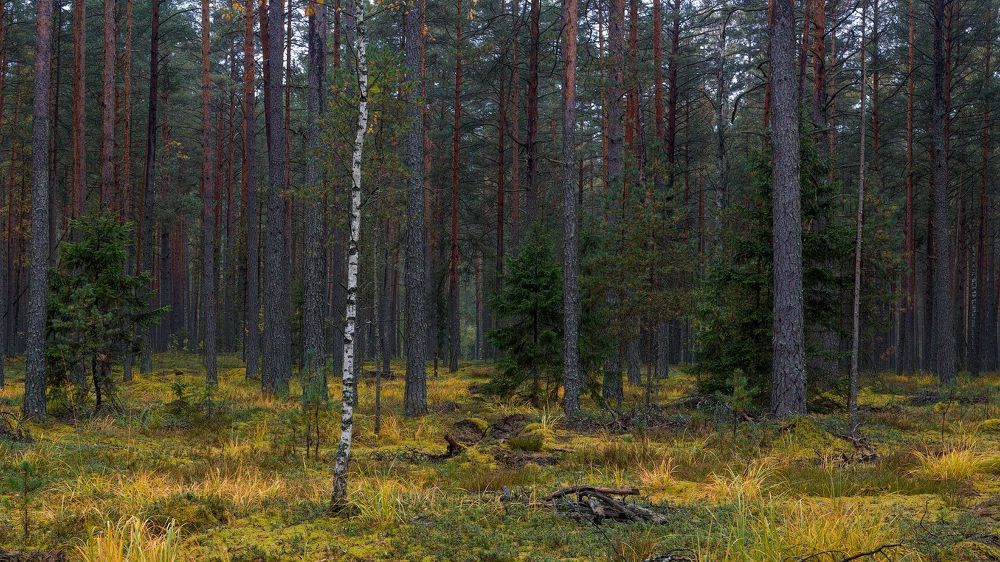 Прогулка по осеннему лесу