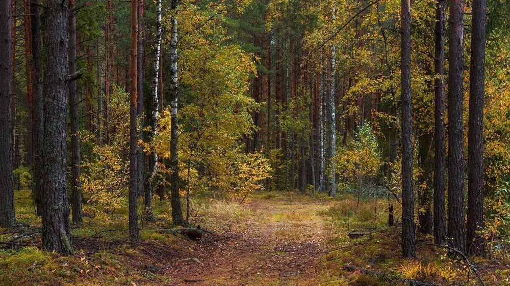 Прогулка по осеннему лесу