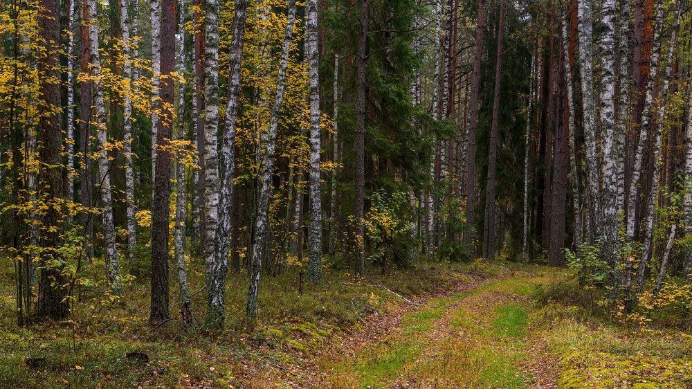 Прогулка по осеннему лесу