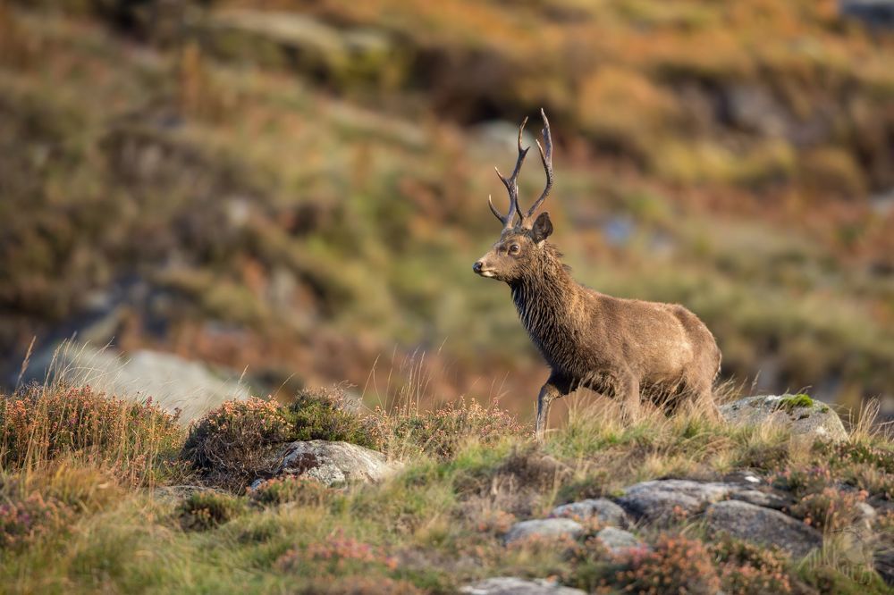 Sika deer