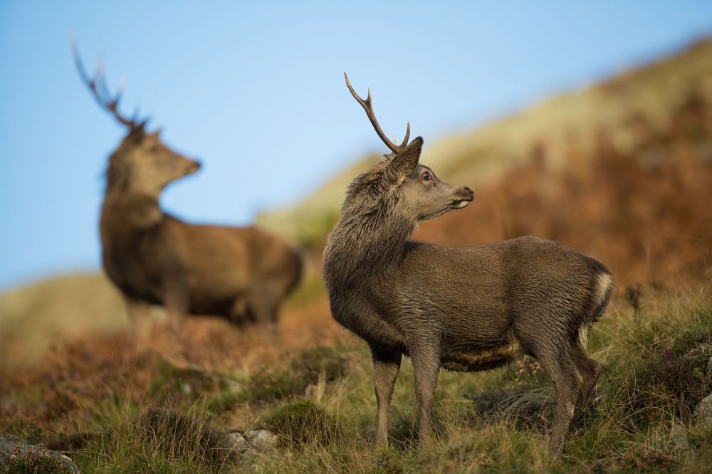 Sika deer