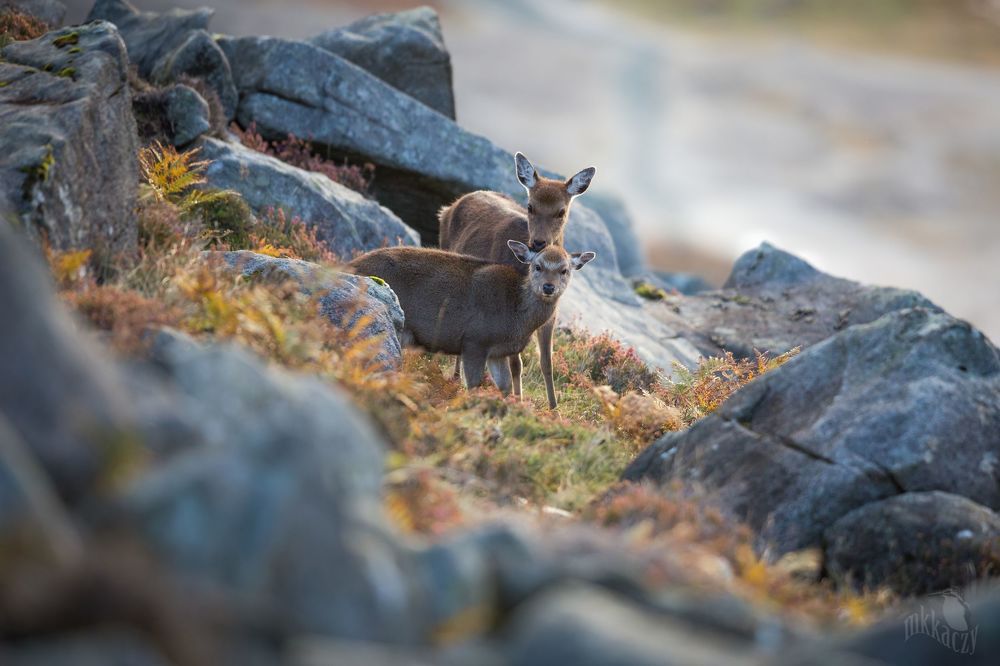 Sika deer