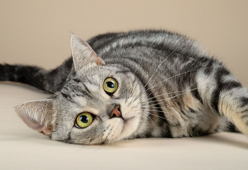 Маркиз. Американский короткошерстный кот