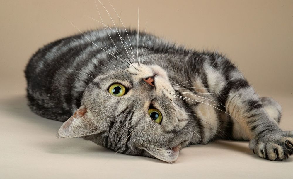Маркиз. Американский короткошерстный кот