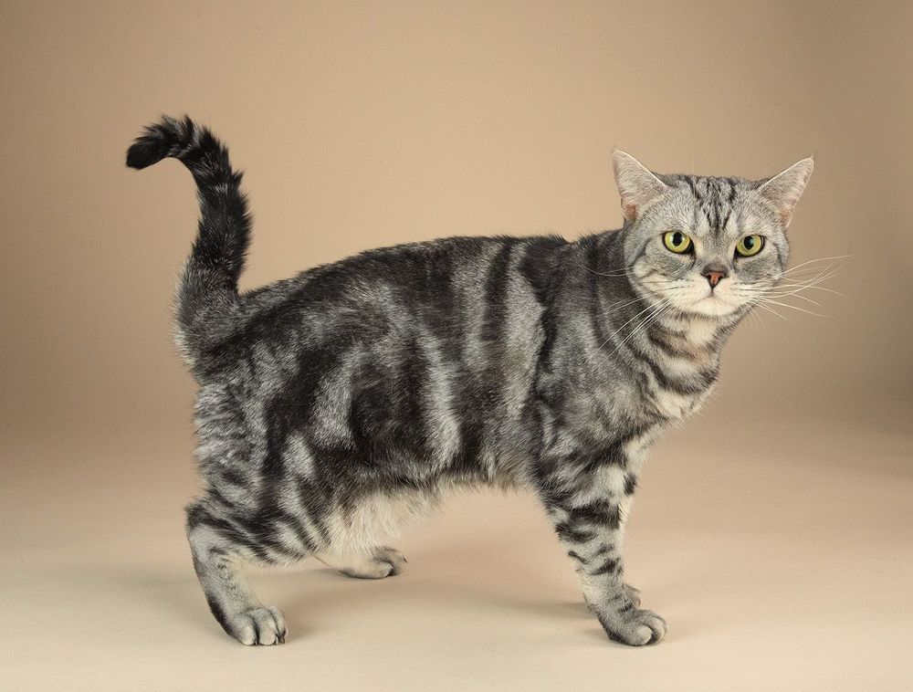 Маркиз. Американский короткошерстный кот