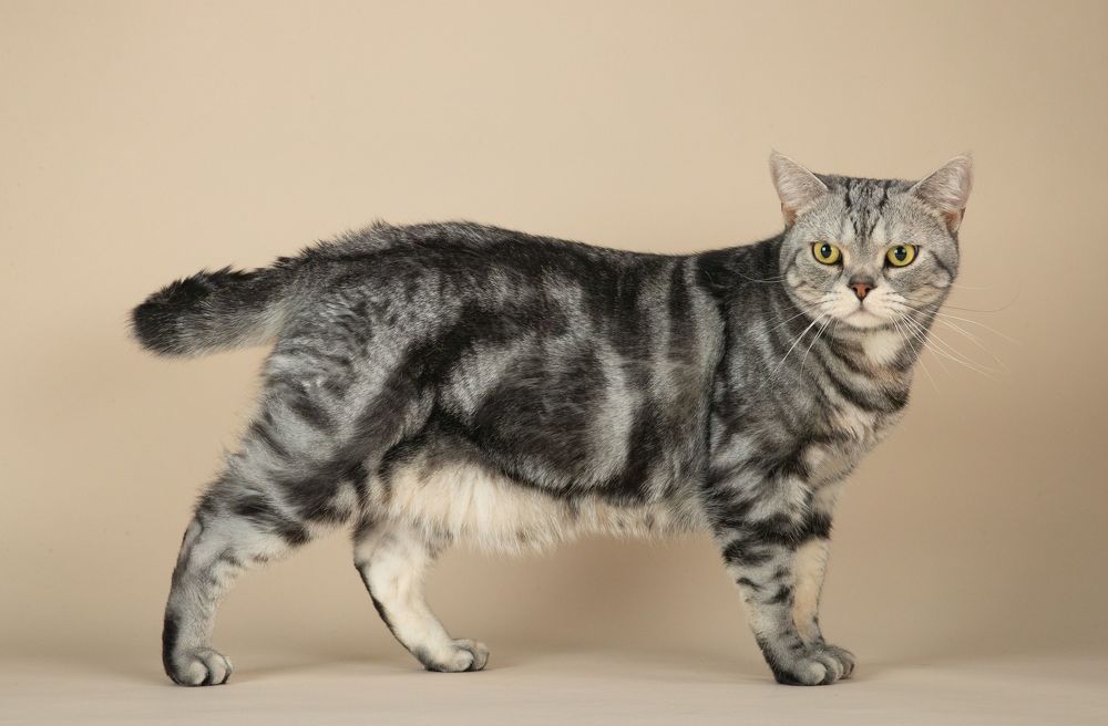 Маркиз. Американский короткошерстный кот