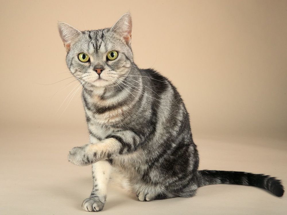 Маркиз. Американский короткошерстный кот
