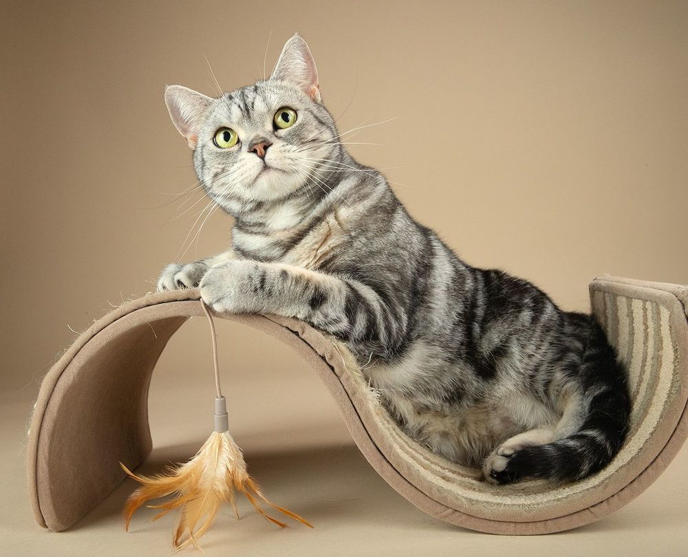 Маркиз. Американский короткошерстный кот