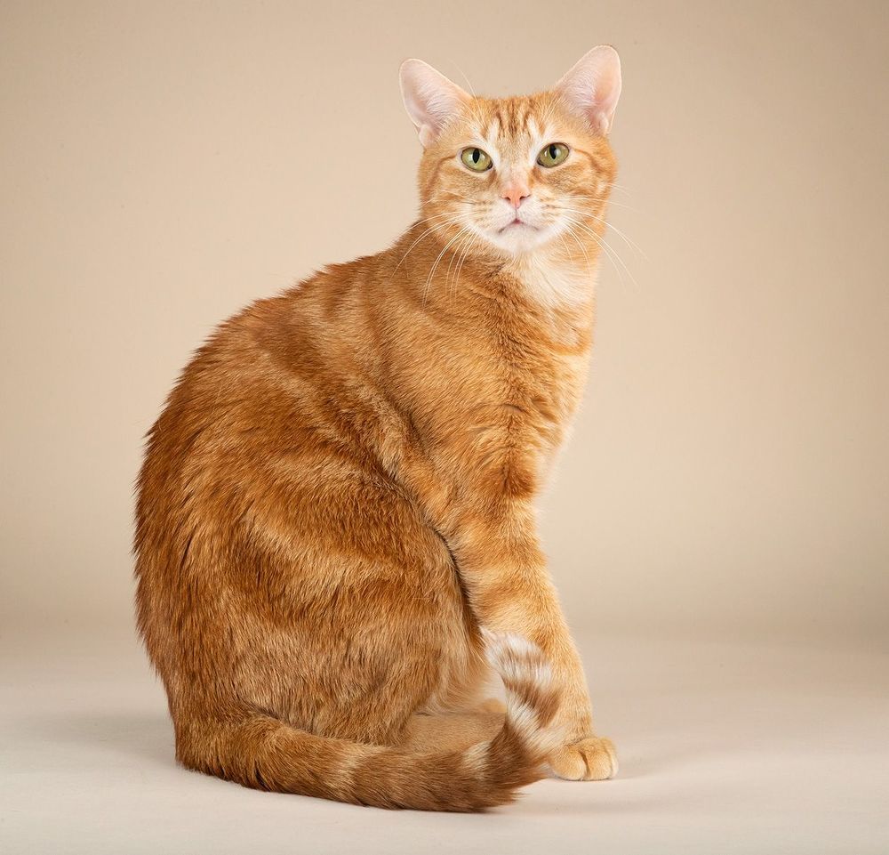 Рыжик - Ginger