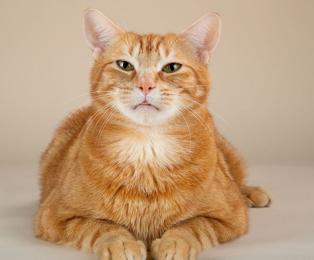 Рыжик - Ginger