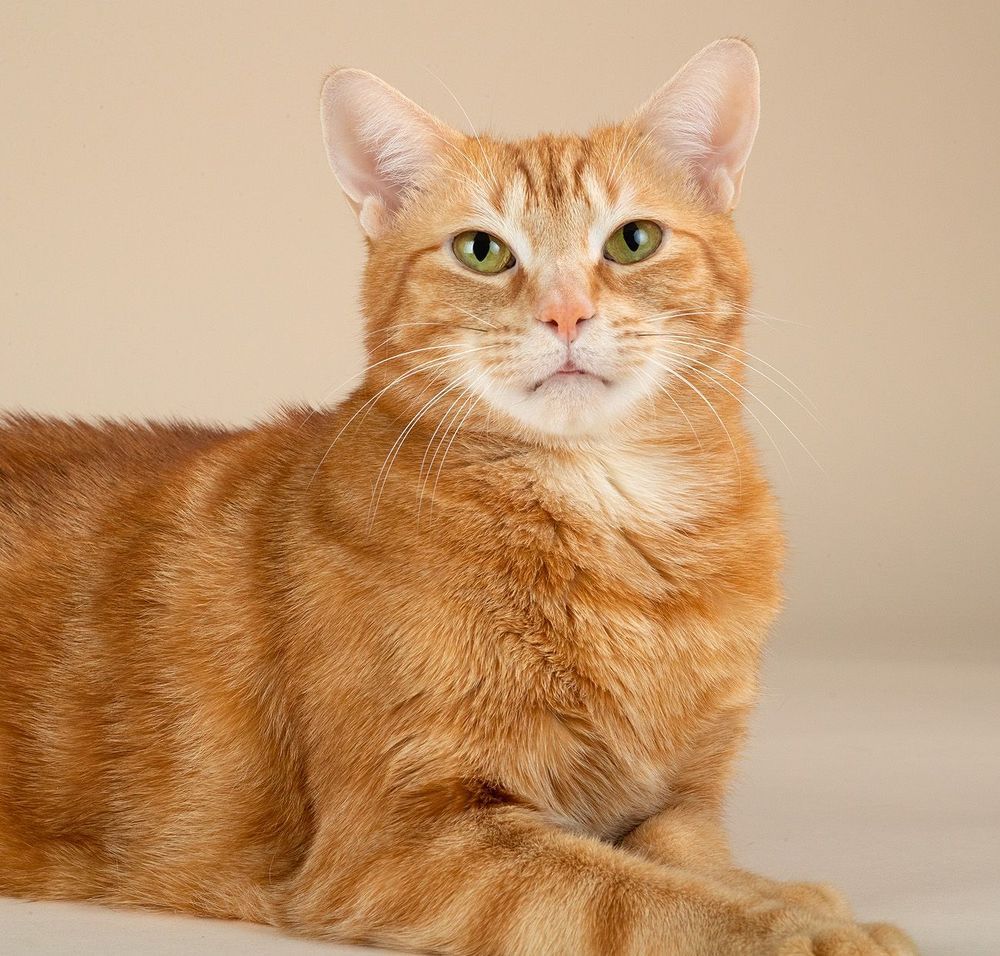Рыжик - Ginger