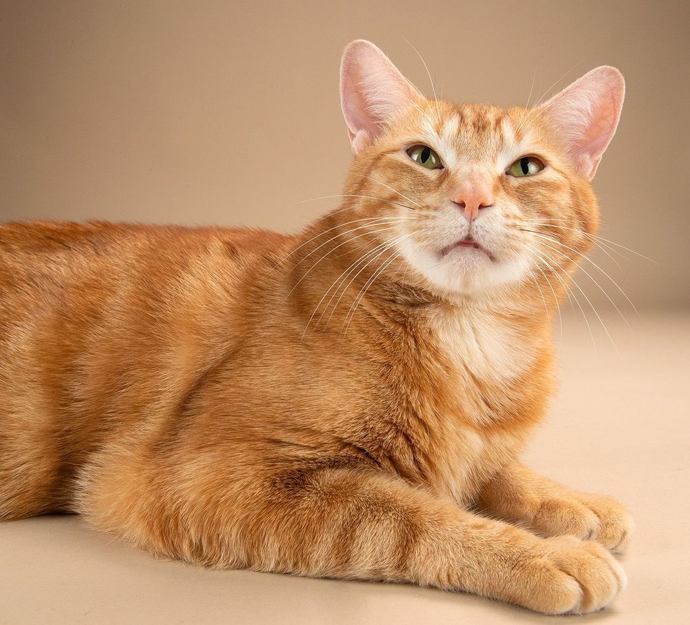 Рыжик - Ginger