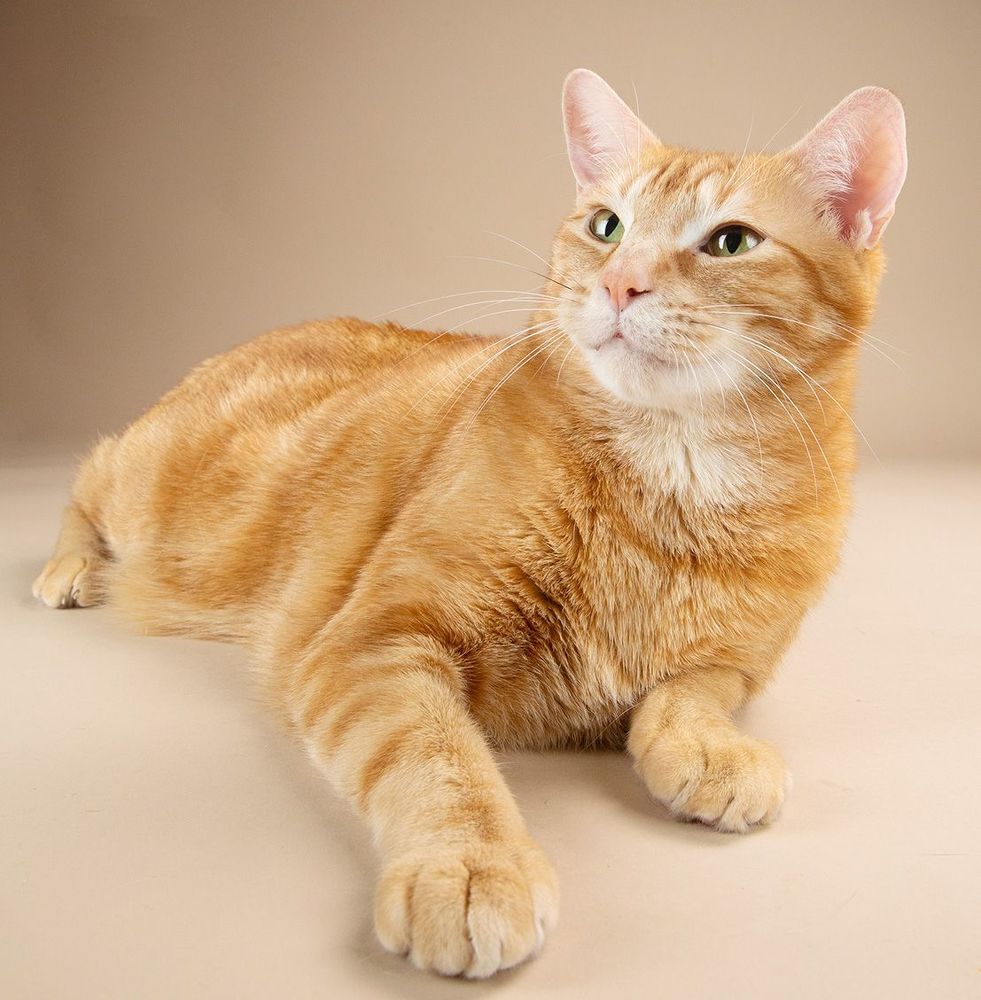 Рыжик - Ginger