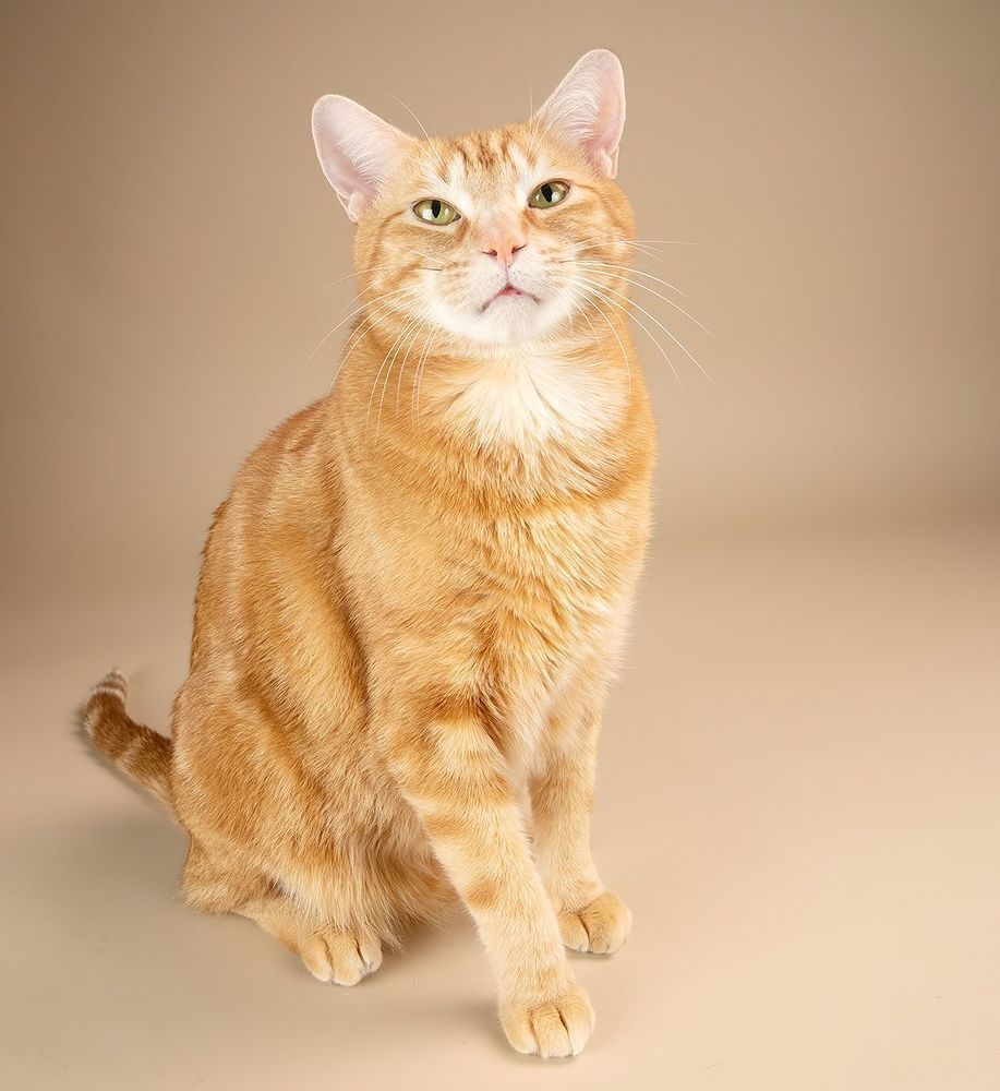 Рыжик - Ginger