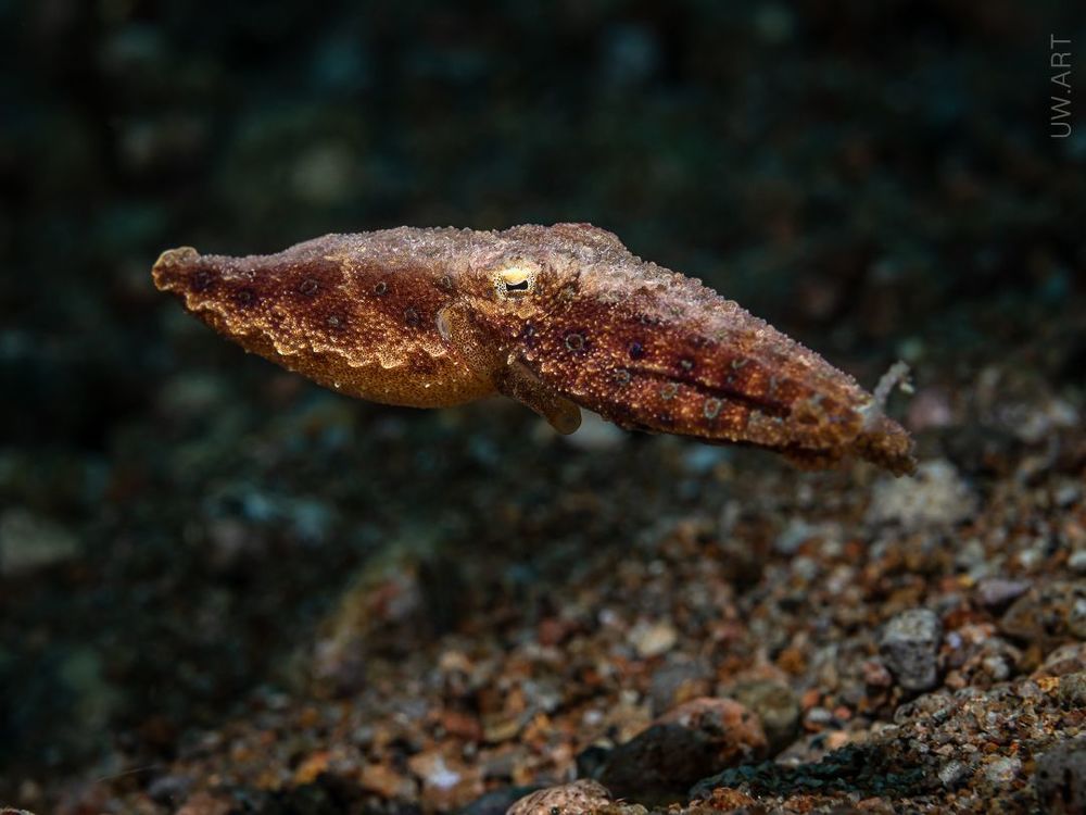 Blue ringed octopus