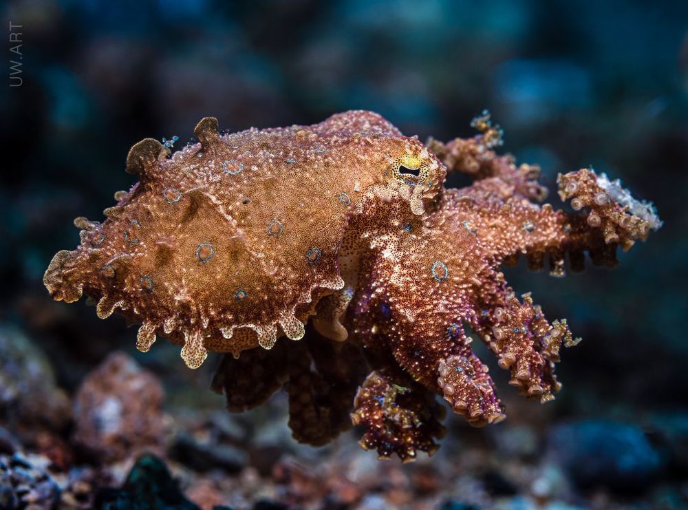 Blue ringed octopus