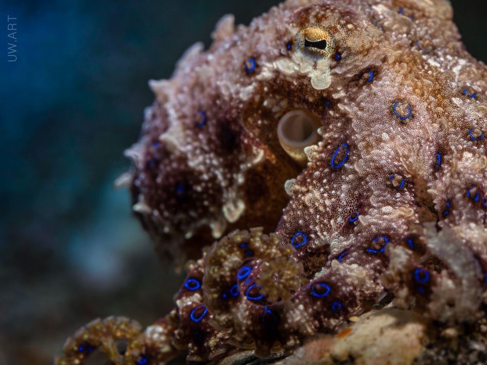 Blue ringed octopus