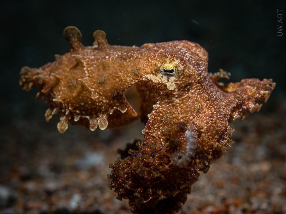 Blue ringed octopus