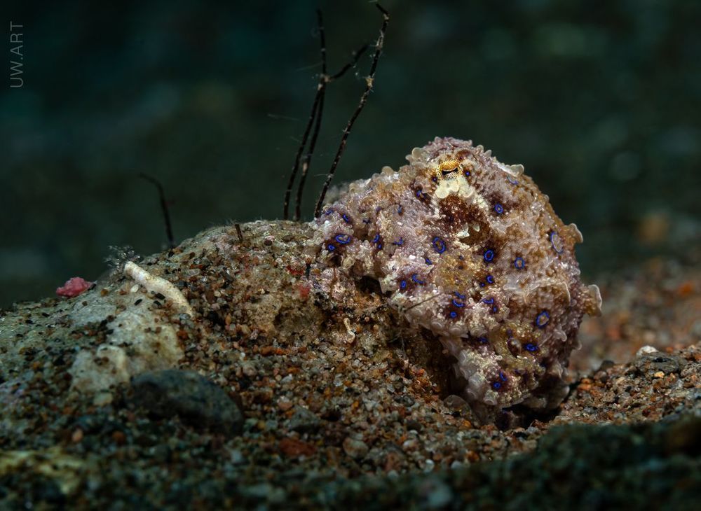 Blue ringed octopus