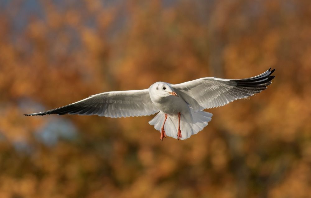 Black Headed Gull
