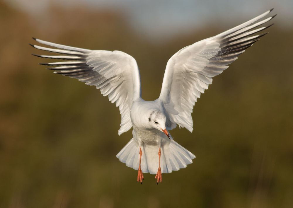 Black Headed Gull