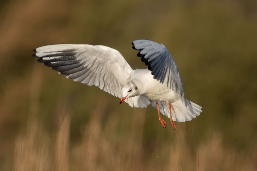 Black Headed Gull