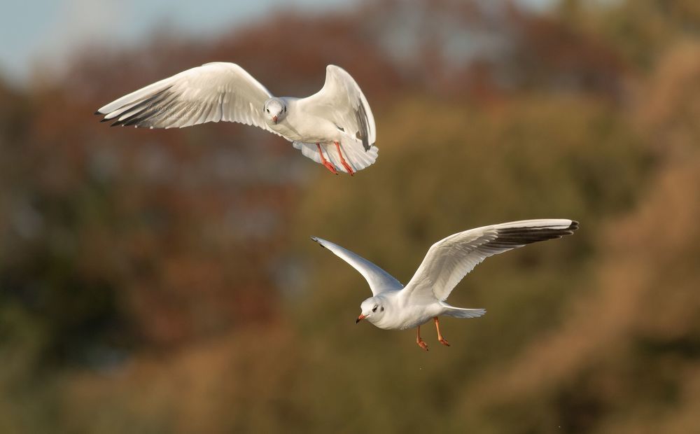 Black Headed Gull