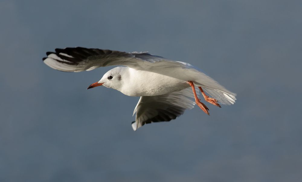 Black Headed Gull