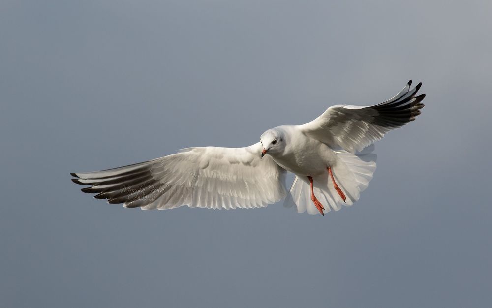 Black Headed Gull