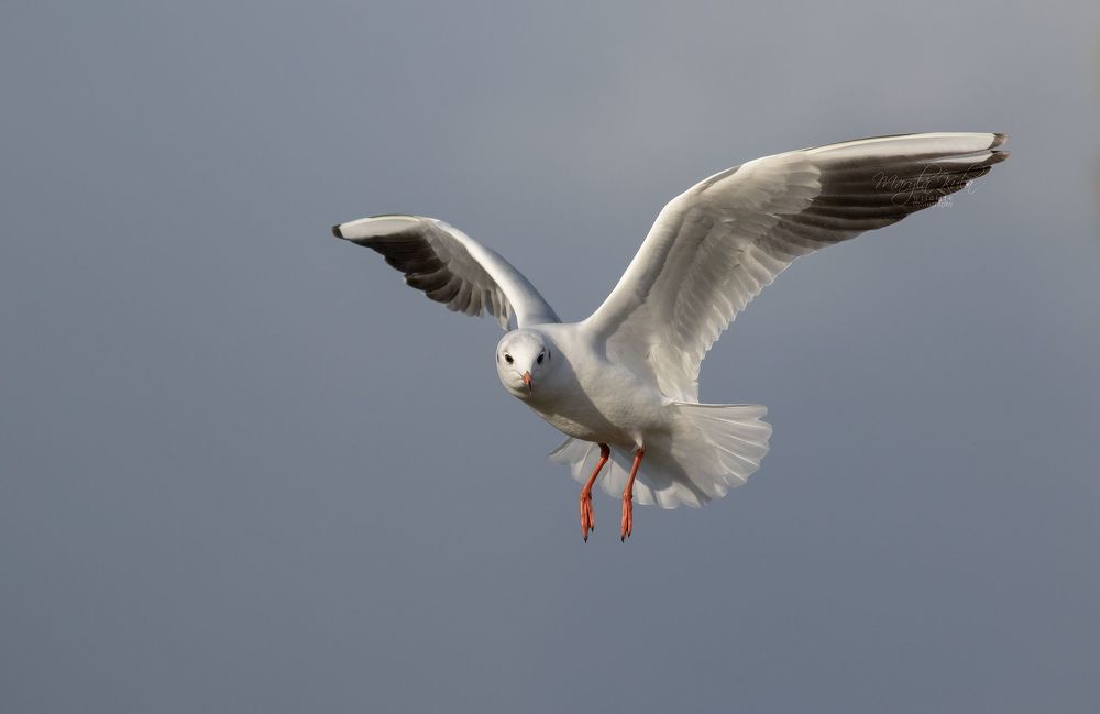Black Headed Gull