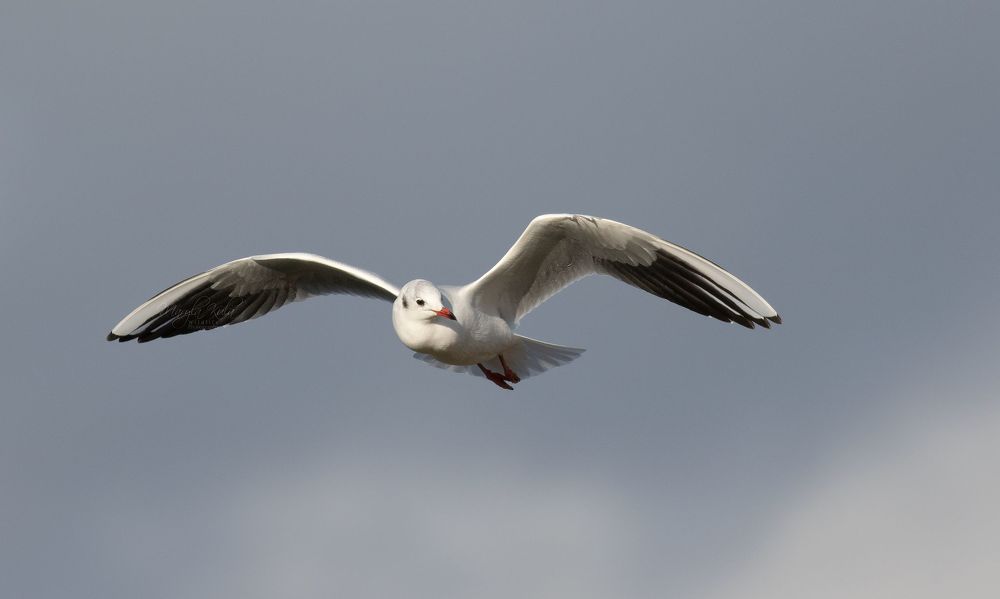 Black Headed Gull