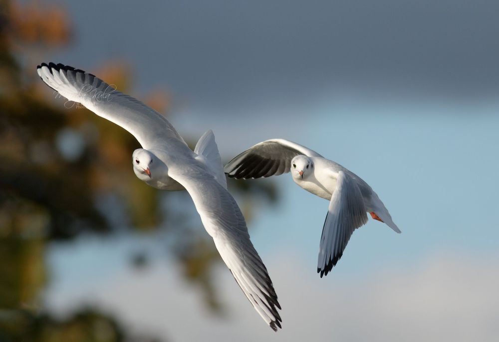 Black Headed Gull