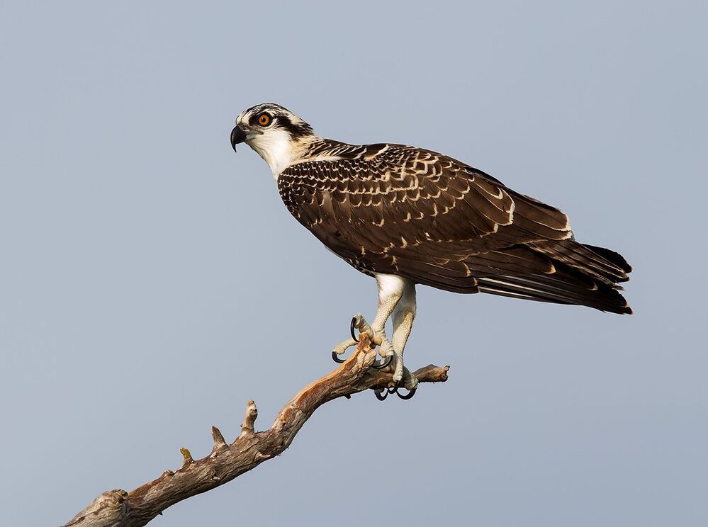 Young Osprey - Скопа