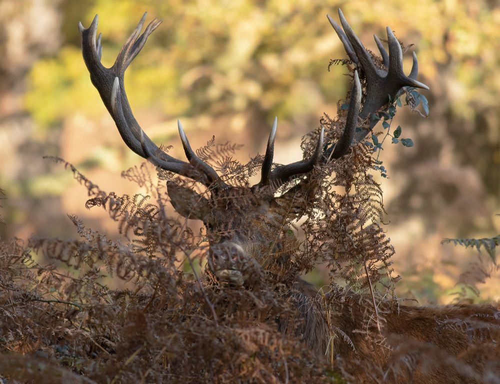 Red Deer Stag