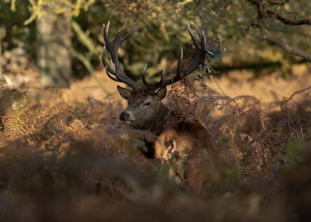 Red Deer Stag