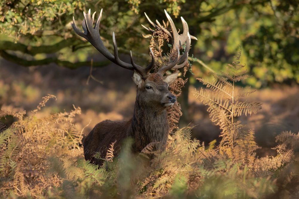 Red Deer Stag