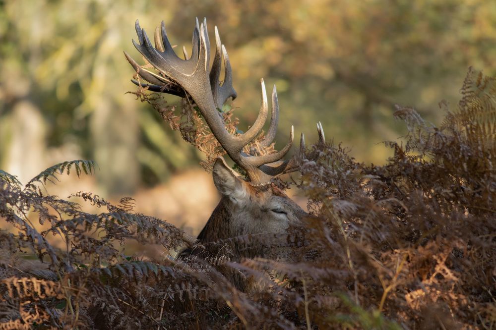 Red Deer Stag