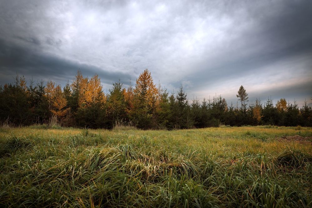 Near the Forest