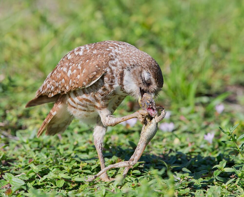 Сычи с добычей - Burrowing Owl