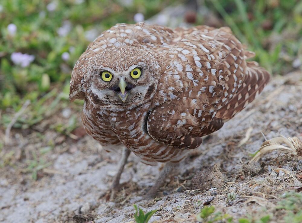 Сычи с добычей - Burrowing Owl