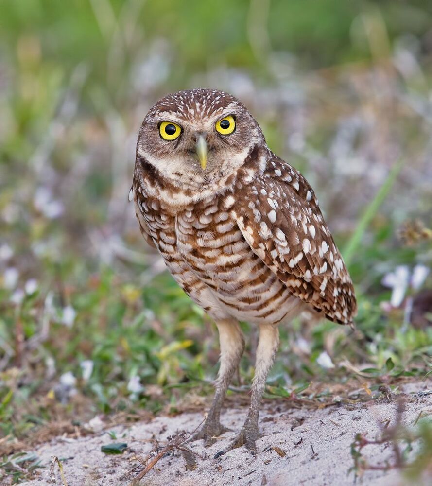 Сычи с добычей - Burrowing Owl