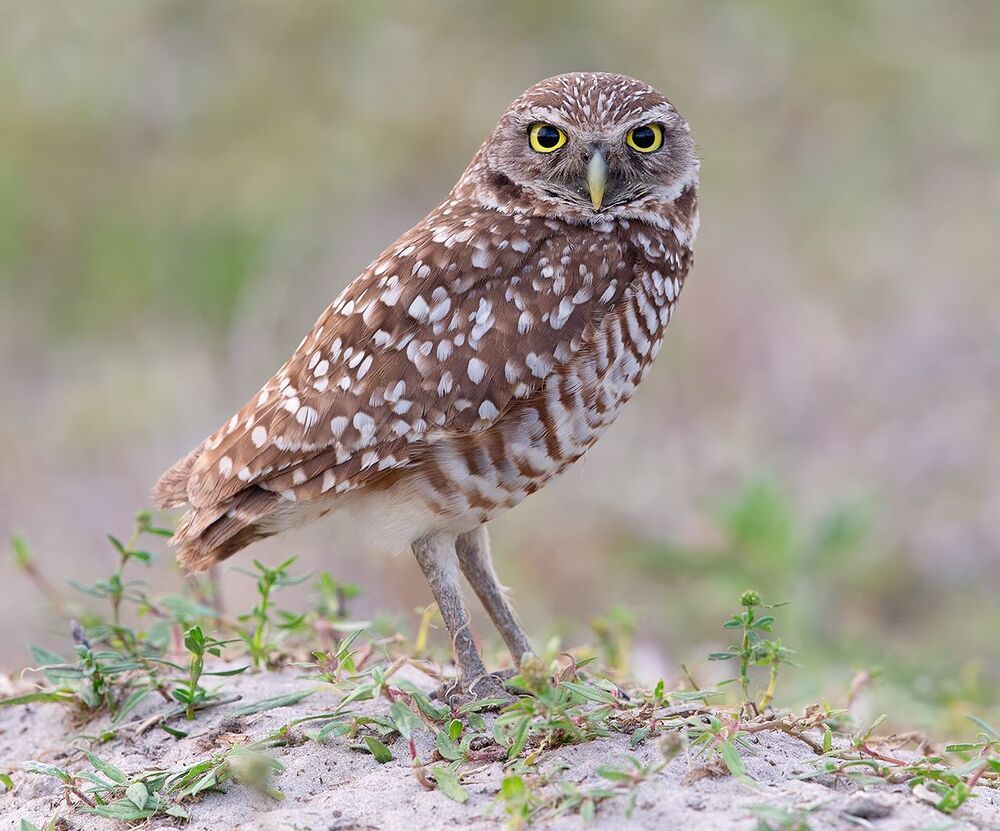 Сычи с добычей - Burrowing Owl