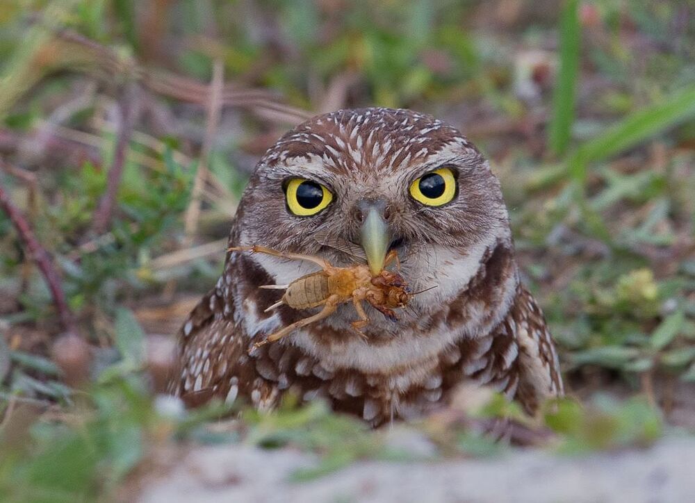 Сычи с добычей - Burrowing Owl