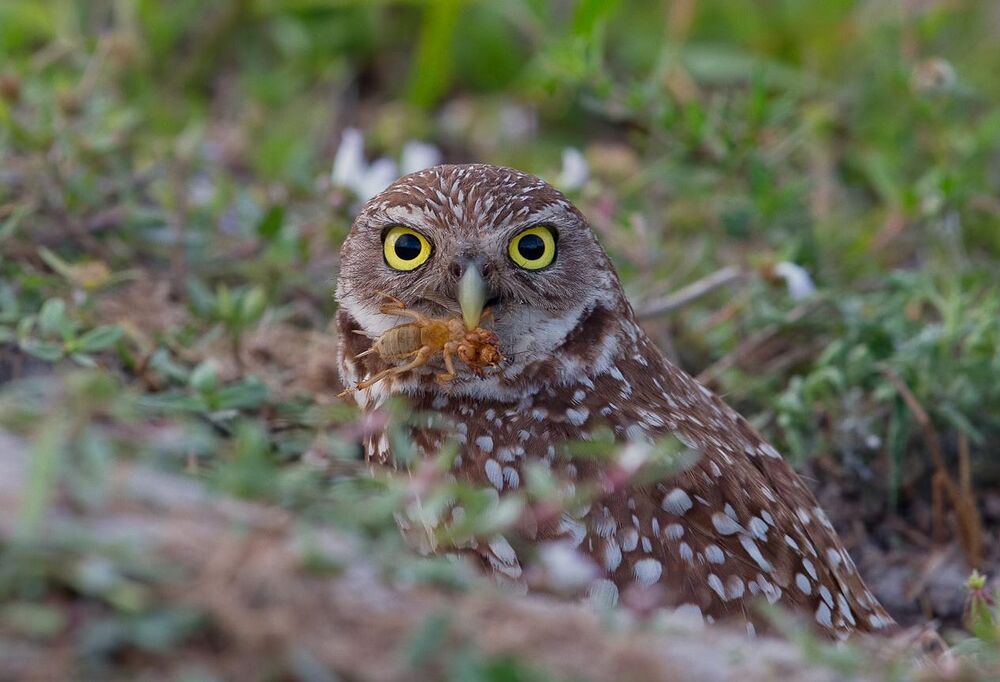 Сычи с добычей - Burrowing Owl