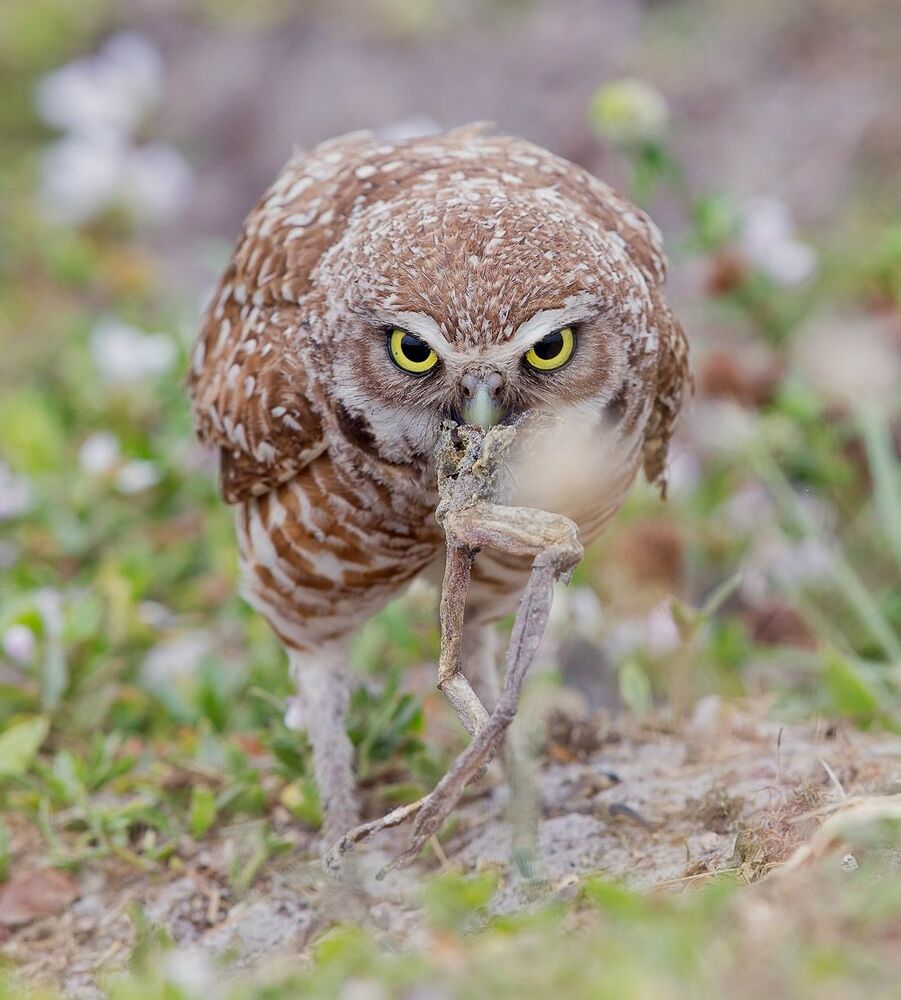 Сычи с добычей - Burrowing Owl