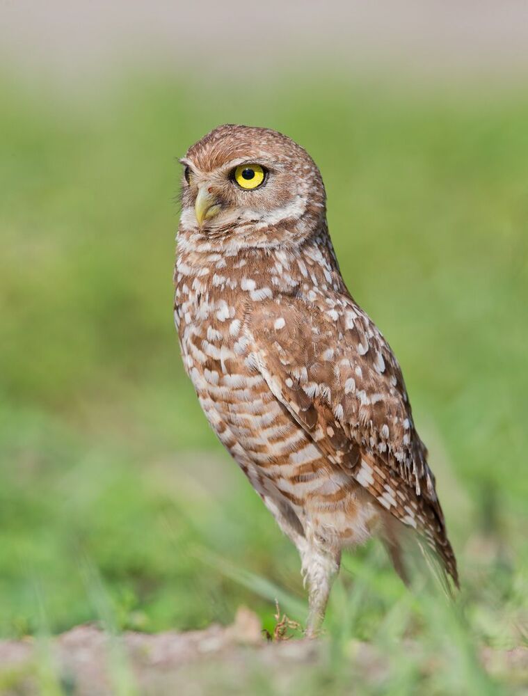 Сычи с добычей - Burrowing Owl