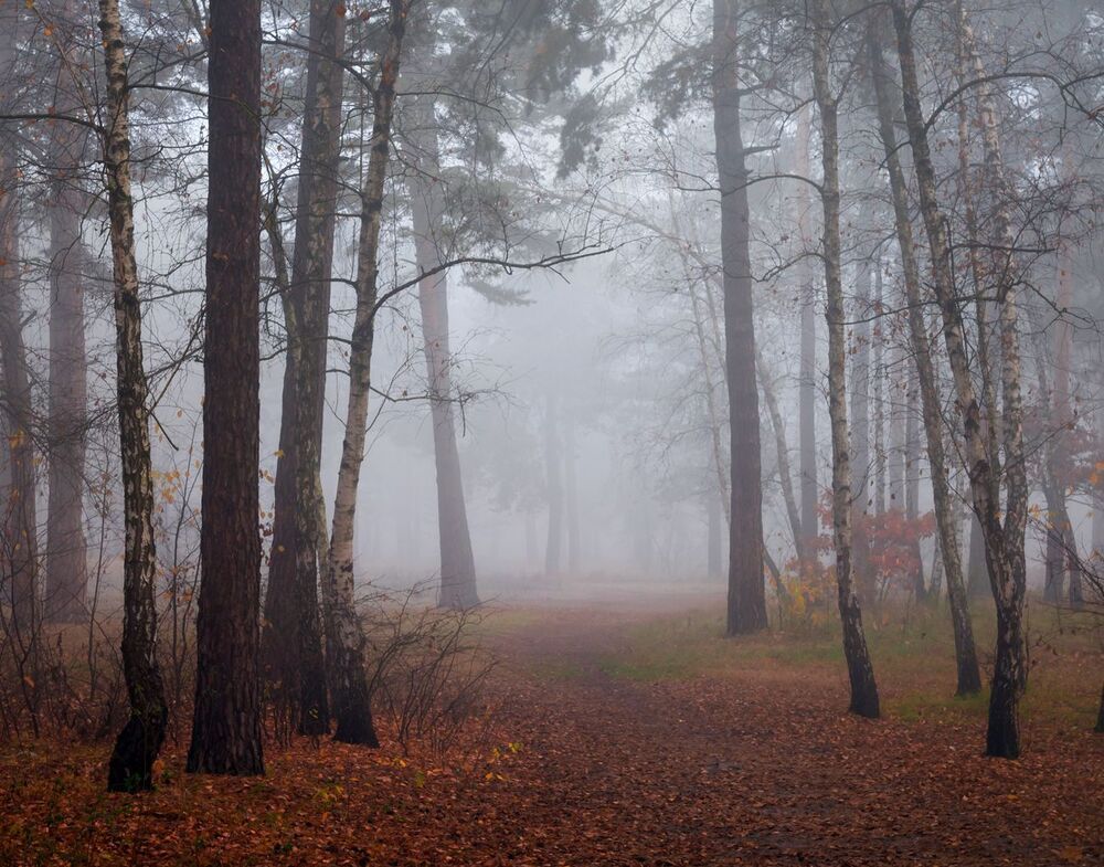 Скоро белый туман бросит капли росы...